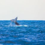 1 perth whale watching cruise from hillarys boat harbor Perth: Whale Watching Cruise From Hillarys Boat Harbor