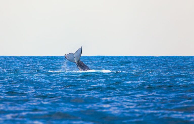 Perth: Whale Watching Cruise From Hillarys Boat Harbor