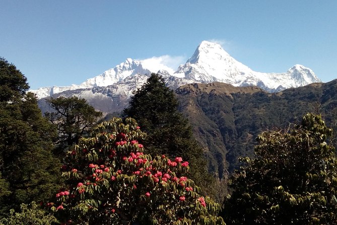 1 pokhara annapurna base camp very short trek Pokhara: Annapurna Base Camp Very Short Trek