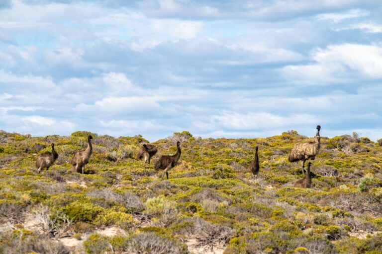 Port Lincoln: Lincoln National Park Sunset Sand Dunes Tour