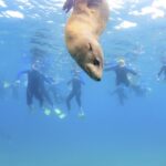 1 port phillip bay 2 hour seal swim Port Phillip Bay: 2-Hour Seal Swim