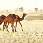 1 private 8 day dubai tour with abu dhabi and desert safari 2 Private 8-Day Dubai Tour With Abu Dhabi and Desert Safari