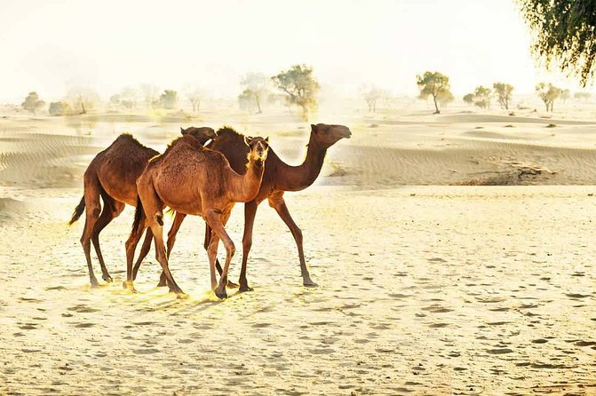 1 private 8 day dubai tour with abu dhabi and desert safari 2 Private 8-Day Dubai Tour With Abu Dhabi and Desert Safari