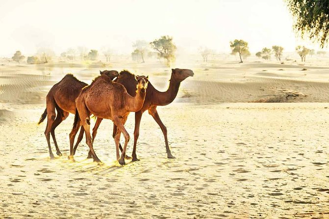 Private 8-Day Dubai Tour With Abu Dhabi and Desert Safari