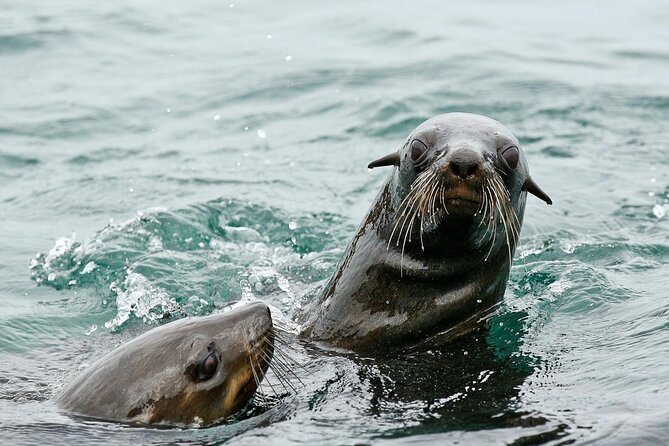 Private Tour: Whale Watching Shared Boat Trip From Cape Town