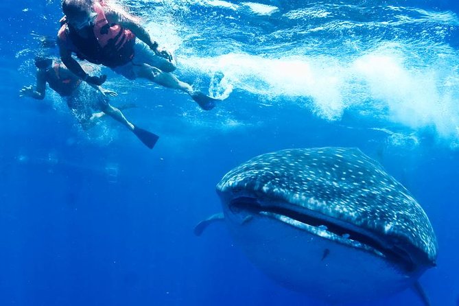 1 private whale shark ecofriendly tour from cancun Private Whale Shark Ecofriendly Tour From Cancun