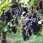 1 prosecco road full day tour and wine tasting Prosecco Road: Full Day Tour and Wine Tasting