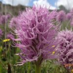 1 rethymno springtime plant walk and birdwatching in nature Rethymno: Springtime Plant Walk and Birdwatching in Nature
