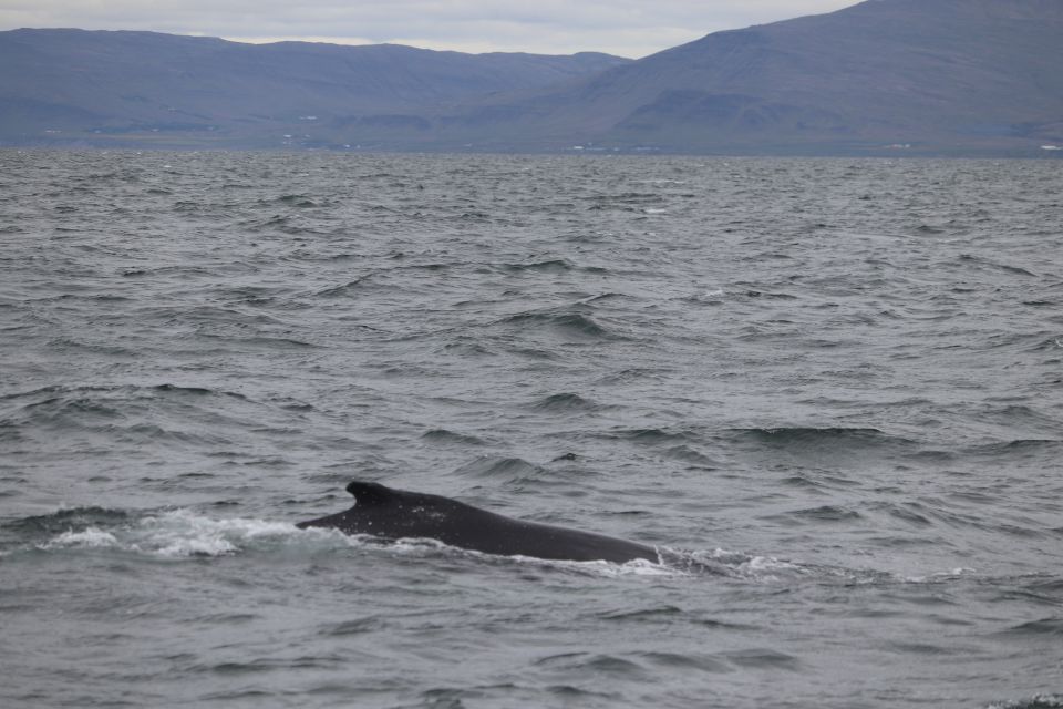 1 reykjavik whale watching excursion whale Reykjavik: Whale Watching Excursion & Whale Exhibition