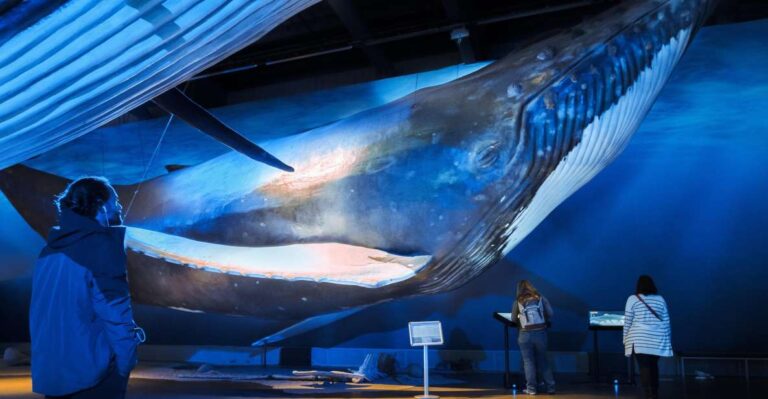 Reykjavik: Whale Watching Tour, Whales of Iceland Exhibition