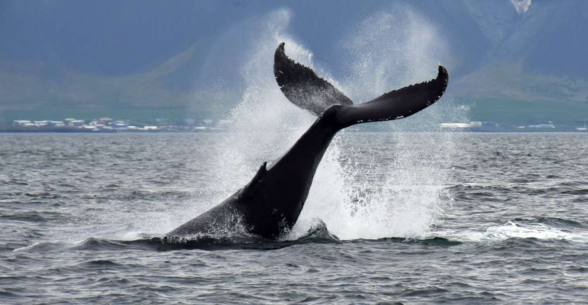 1 reykjavik whale watching tour Reykjavik: Whale Watching Tour