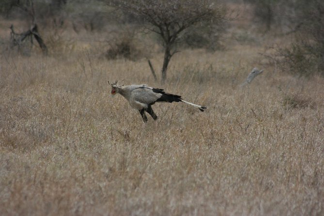 Rietvlei Nature Reserve Half-Day Tour From Pretoria, Every TUESDAY