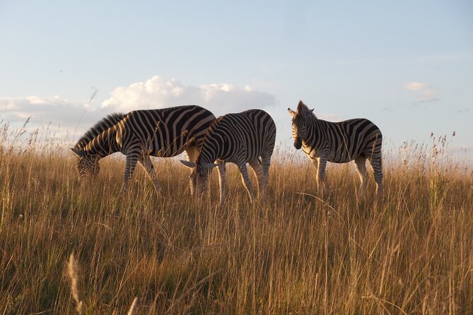 Roar Through the Bush Quadbike Safari Adventure Near Johannesburg