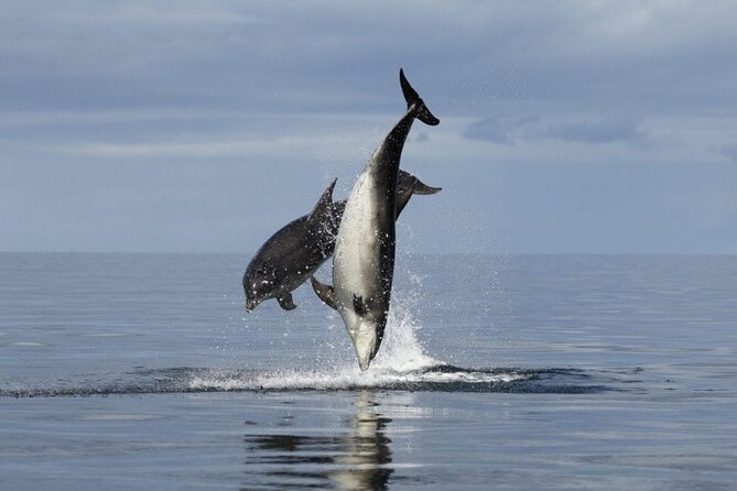 Romantic Boat Trip With Dolphin Watching