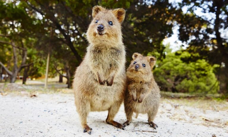 Rottnest Island Segway 1-Hour Settlement Tour