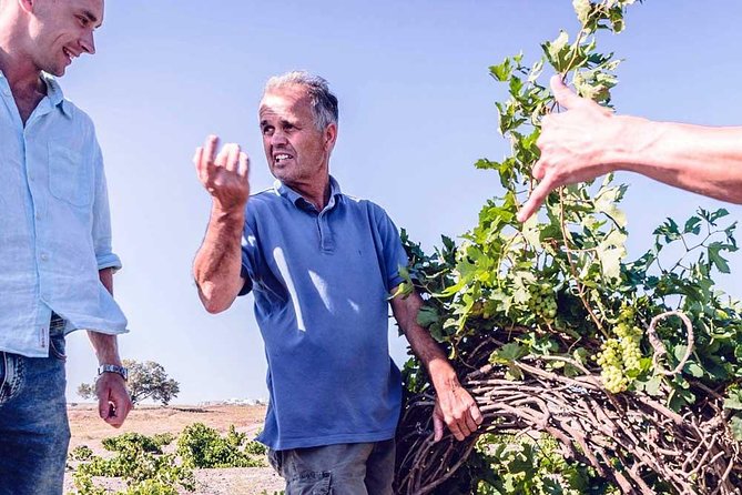 Santorini Anhydrous Croft Tour With Local Food & Wine Tasting by a Local