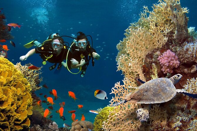 Scuba Dive With Sharing Transfers