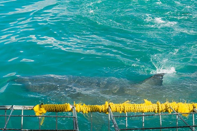 1 shark cage diving 3 Shark Cage Diving