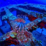 1 special 2 tank wreck drift reef dives Special!! 2 Tank Wreck & Drift Reef Dives