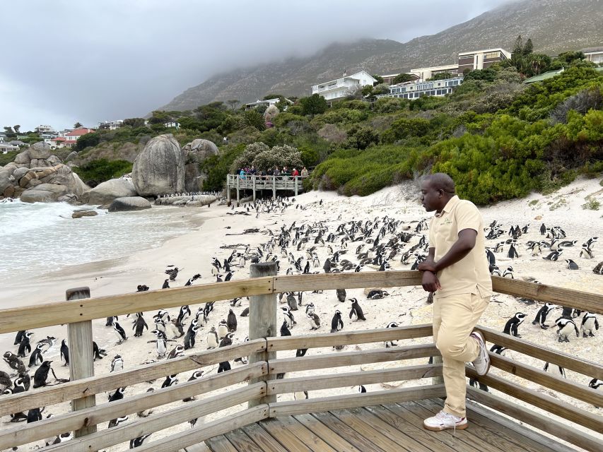 Swim With Penguins at Boulders Beach Penguin Colony - Experience Description