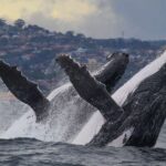 1 sydney 3 hour whale watching tour by catamaran Sydney: 3-Hour Whale Watching Tour by Catamaran