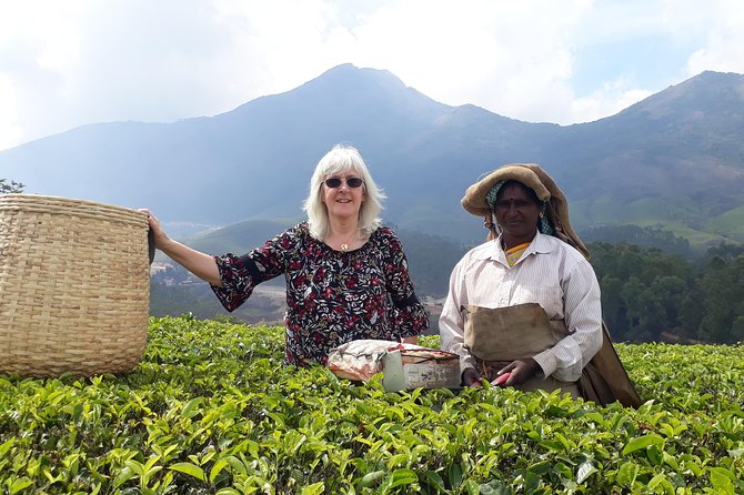 1 tea cultivation programme Tea Cultivation Programme
