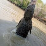 1 the best litchfield tour and the best crocodile cruise vip The Best Litchfield Tour and the Best Crocodile Cruise VIP