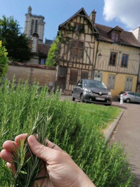 Troyes: Edible and Useful Plants Tour - Tour Description