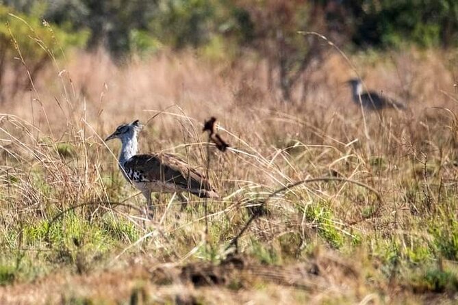 Ultimate Kruger Safari 4 Day