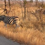 1 ultimate safari to pilanesberg national park from johannesburg Ultimate Safari to Pilanesberg National Park From Johannesburg