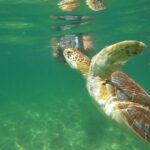 1 vip cenotes turtles private tour VIP Cenotes & Turtles Private Tour