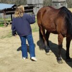 1 visit a farm and horseback riding in nature Visit a Farm and Horseback Riding in Nature