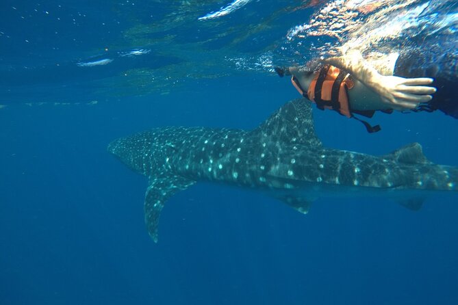 1 whale shark tour from holbox island Whale Shark Tour From Holbox Island