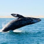 1 whale watching adventure with pick up from los cabos hotels Whale Watching Adventure With Pick up From Los Cabos Hotels