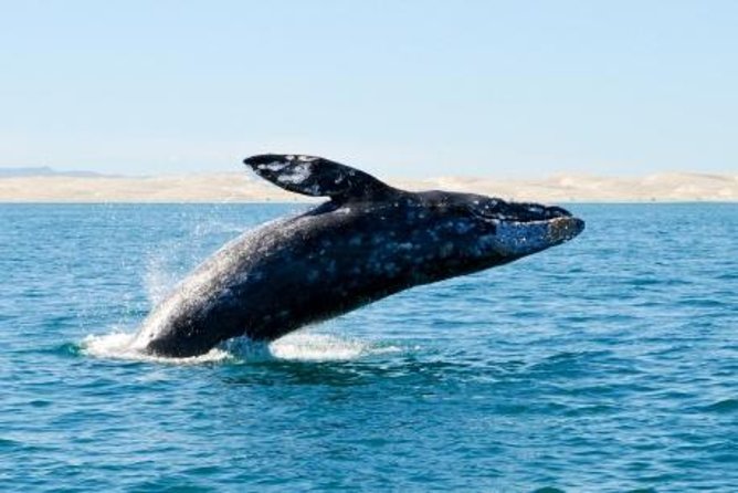 1 whale watching adventure with pick up from los cabos hotels Whale Watching Adventure With Pick up From Los Cabos Hotels