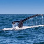 1 whale watching and winelands tour Whale Watching and Winelands Tour