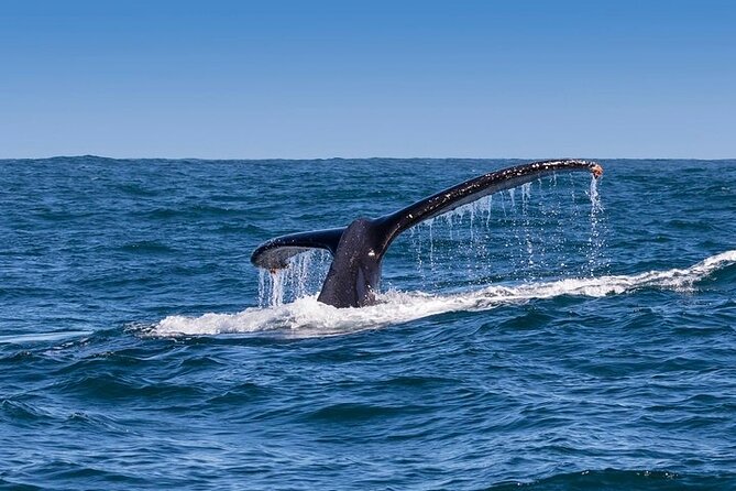 Whale Watching and Winelands Tour