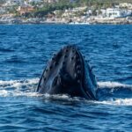1 whale watching by zodiac in cabo san lucas with photos included Whale Watching by Zodiac in Cabo San Lucas With Photos Included