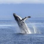 1 whale watching tour from cape town Whale Watching Tour From Cape Town