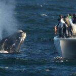 1 whale watching wine tasting and penguins from cape town private tour Whale Watching Wine Tasting and Penguins From Cape Town - Private Tour