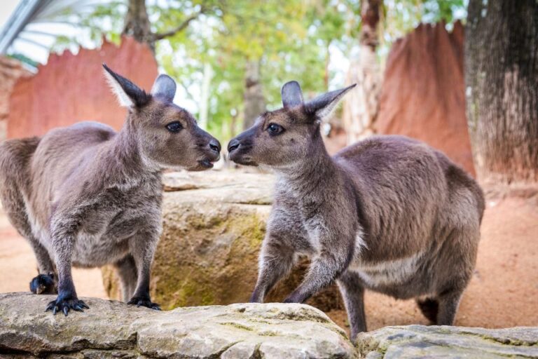 WILD LIFE Sydney Zoo