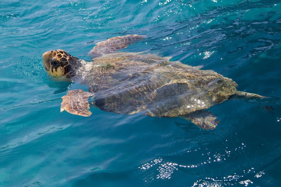 Zakynthos: Guided Boat Tour to Turtle Island With Swimming - Tour Details and Inclusions