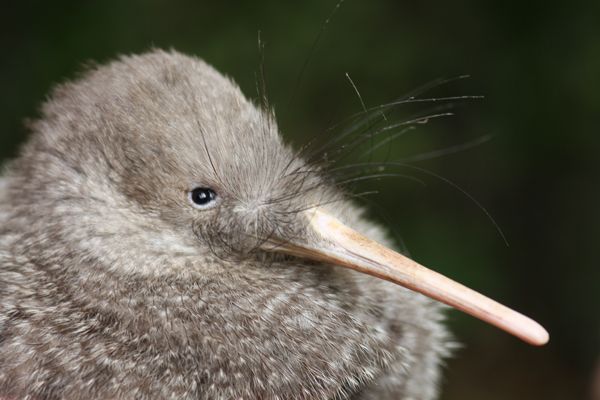 1 zealandia by night tour Zealandia by Night Tour