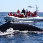 1 zodiac whale watching adventure in los cabos Zodiac Whale-Watching Adventure in Los Cabos