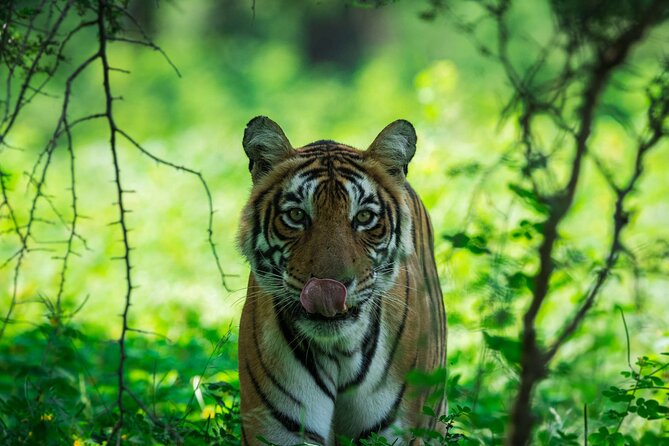 3-Hour Private Safari in Ranthambore Tiger Reserve - Booking Information