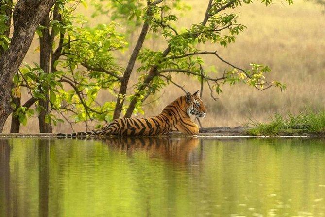 4 Day Golden Triangle Tour With Ranthambore Tiger Safari India - Accommodation and Meals Included