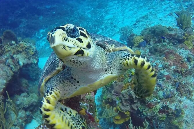 4 Hour Snorkeling Tour in Cozumel - Pricing and Company Information