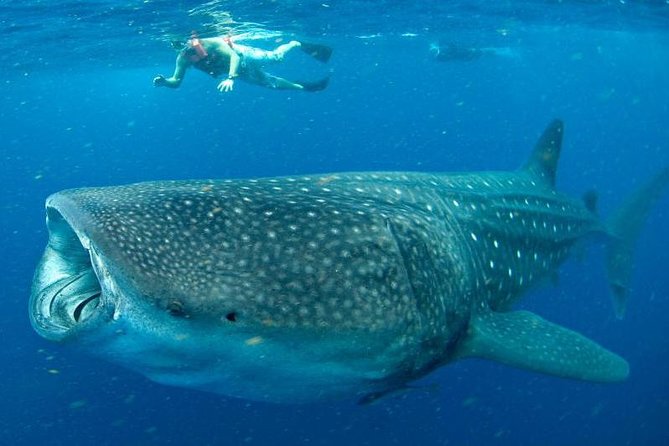 7 Day- Whale Shark Ecofriendly Tour in Cancun - Whale Shark Encounter