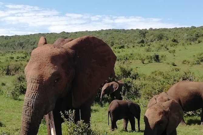 Addo Elephant Safari and Horseback Riding in Addo Combo - Customer Support