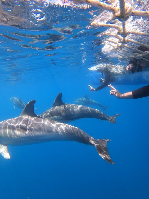 Adelaide: 3.5-Hour Swimming With Dolphins Experience - Activity Description